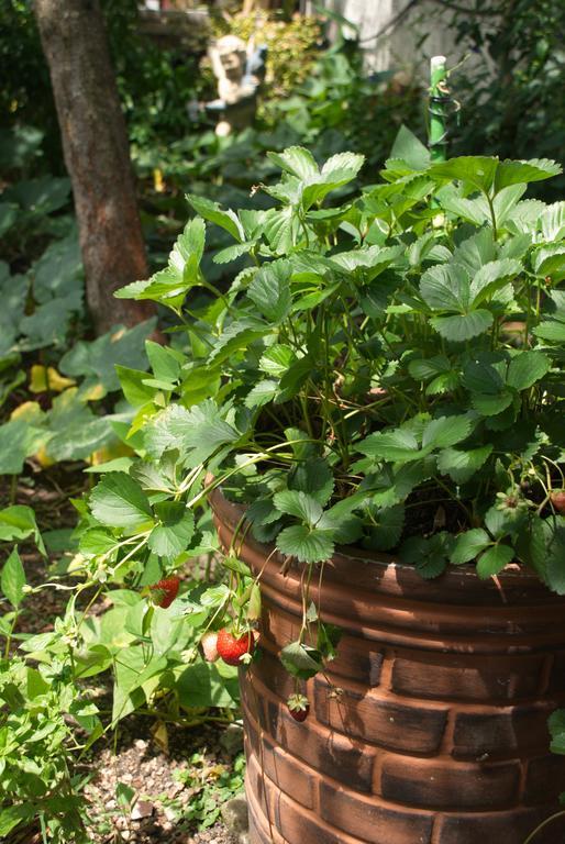 Home With Big Garden 몬테비데오 외부 사진